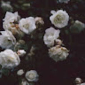 Meet your Posher, Sylvia